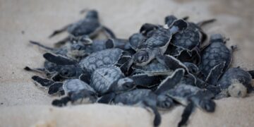 Ultiman detalles de temporada de anidación de tortugas marinas 2024 en Puerto Morelos