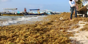 Puerto Morelos reporta bajo recale de sargazo en esta temporada
