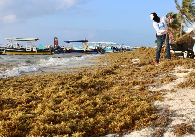 Puerto Morelos reporta bajo recale de sargazo en esta temporada