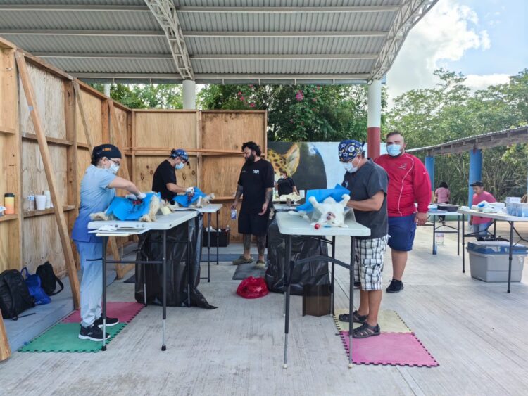 Realizan esterilización canina y felina en Leona Vicario