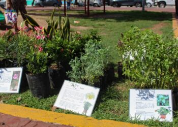 Participa en Kilo Verde y Croquetón en Playa del Carmen