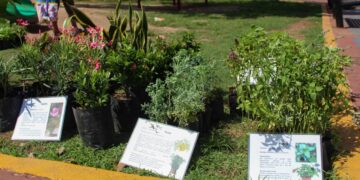 Participa en Kilo Verde y Croquetón en Playa del Carmen
