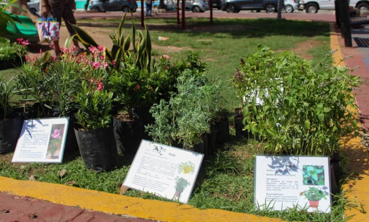 Participa en Kilo Verde y Croquetón en Playa del Carmen