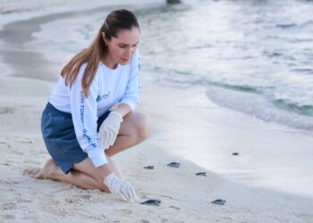 Refrenda Gobierno de Isla Mujeres su compromiso con la preservación de la tortuga marina