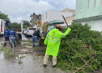 Vialidades abiertas tras activar retiro de 15 árboles derribados en Playa del Carmen