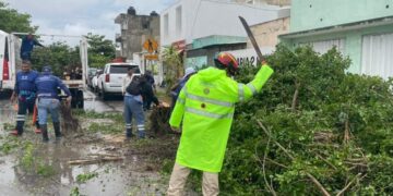 Vialidades abiertas tras activar retiro de 15 árboles derribados en Playa del Carmen