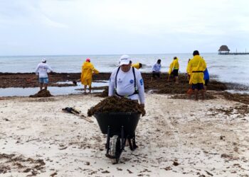 Atiende gobierno de Isla Mujeres recale atípico de sargazo en Playa Norte