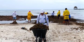 Atiende gobierno de Isla Mujeres recale atípico de sargazo en Playa Norte