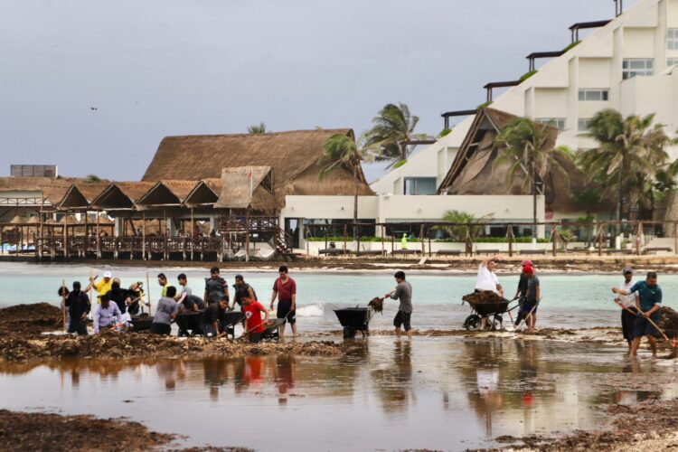 Gobierno de Isla Mujeres no baja la guardia ante recale atípico de sargazo en Playa Norte