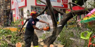 Se exhorta a la ciudadanía reportar árboles en riesgo en Playa del Carmen