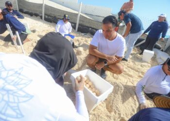 Resguarda gobierno de Cancún nidos de tortugas por llegada del huracán “Beryl”