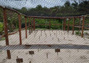 Protegen a la tortuga marina en Playa del Carmen