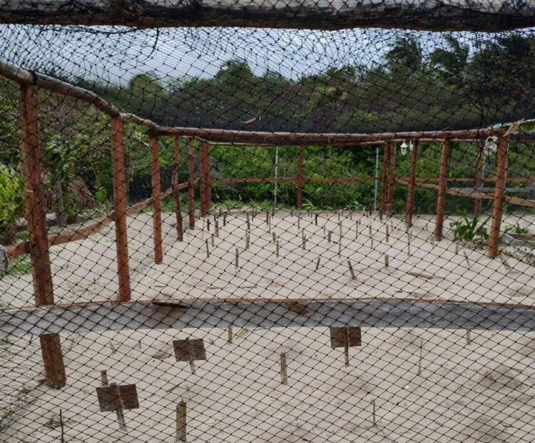 Protegen a la tortuga marina en Playa del Carmen