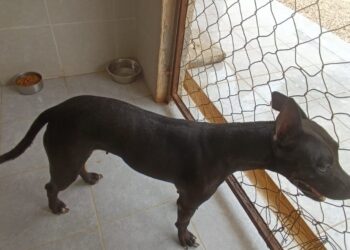 Gobierno municipal atiende caso de mascotas maltratadas en Playa del Carmen