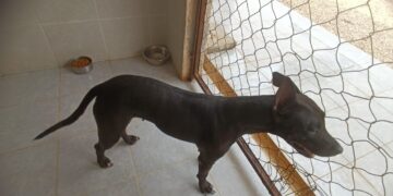 Gobierno municipal atiende caso de mascotas maltratadas en Playa del Carmen