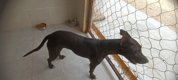 Gobierno municipal atiende caso de mascotas maltratadas en Playa del Carmen