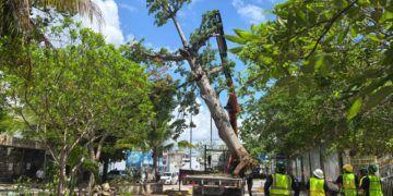 Gobierno y sector privado juntos en beneficio del medio ambiente en Playa del Carmen