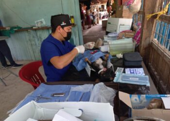 Realizan jornada de esterilización canina y felina en la zona agrícola de Puerto Morelos