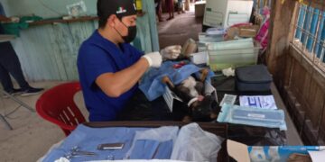 Realizan jornada de esterilización canina y felina en la zona agrícola de Puerto Morelos