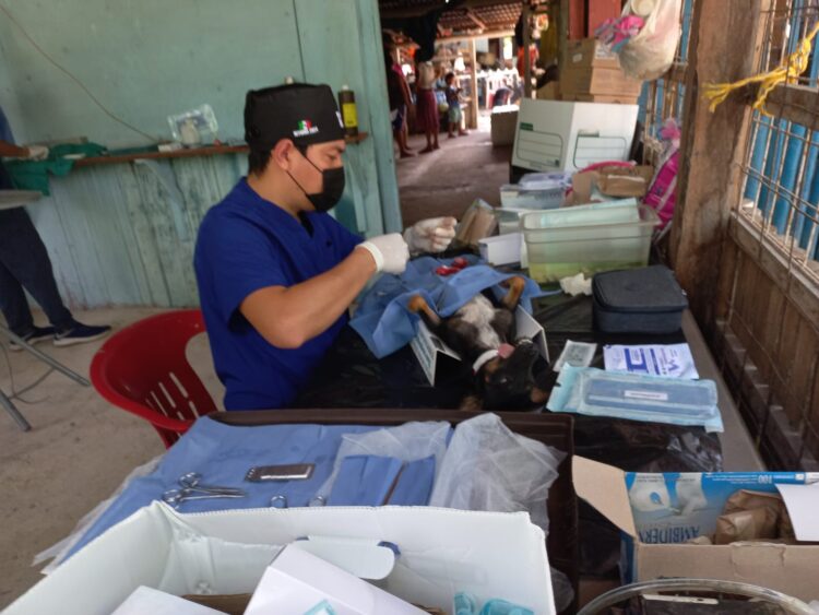 Realizan jornada de esterilización canina y felina en la zona agrícola de Puerto Morelos