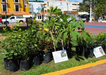 Kilo Verde y Croquetón llegará al Centro y Villas del Sol en Playa del Carmen