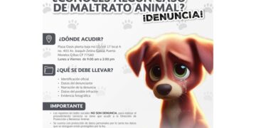 Refuerza gobierno de Puerto Morelos campaña de concientización sobre tenencia responsable de mascotas