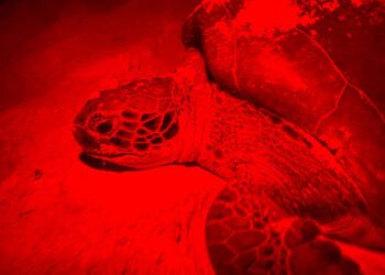 Refuerza gobierno de Isla Mujeres acciones para preservar a la tortuga marina