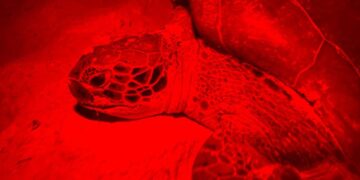 Refuerza gobierno de Isla Mujeres acciones para preservar a la tortuga marina