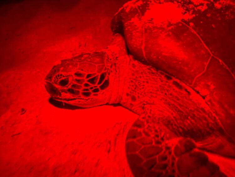 Refuerza gobierno de Isla Mujeres acciones para preservar a la tortuga marina