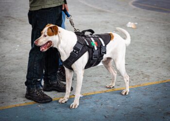 Invitan a participar en la 1ra Expocan 2024 en Playa del Carmen