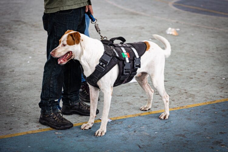 Invitan a participar en la 1ra Expocan 2024 en Playa del Carmen