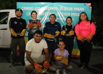Inicia Jornada de Protección y Rescate del Cangrejo Azul en Isla Mujeres