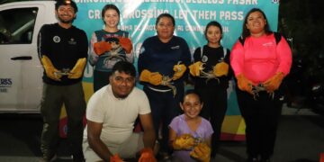 Inicia Jornada de Protección y Rescate del Cangrejo Azul en Isla Mujeres