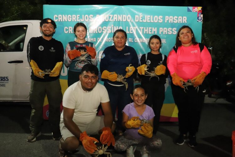 Inicia Jornada de Protección y Rescate del Cangrejo Azul en Isla Mujeres