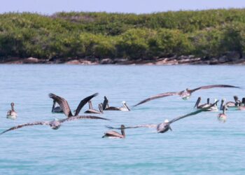 Isla Contoy, una joya inigualable de Isla Mujeres