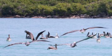 Isla Contoy, una joya inigualable de Isla Mujeres