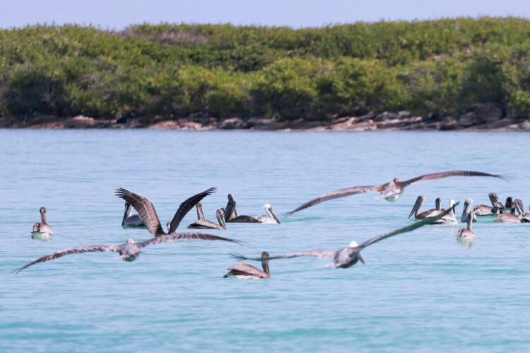 Isla Contoy, una joya inigualable de Isla Mujeres