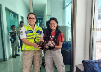 -.Rescatan autoridades ambientales a especie de Tlacuache Norteño