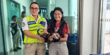 -.Rescatan autoridades ambientales a especie de Tlacuache Norteño