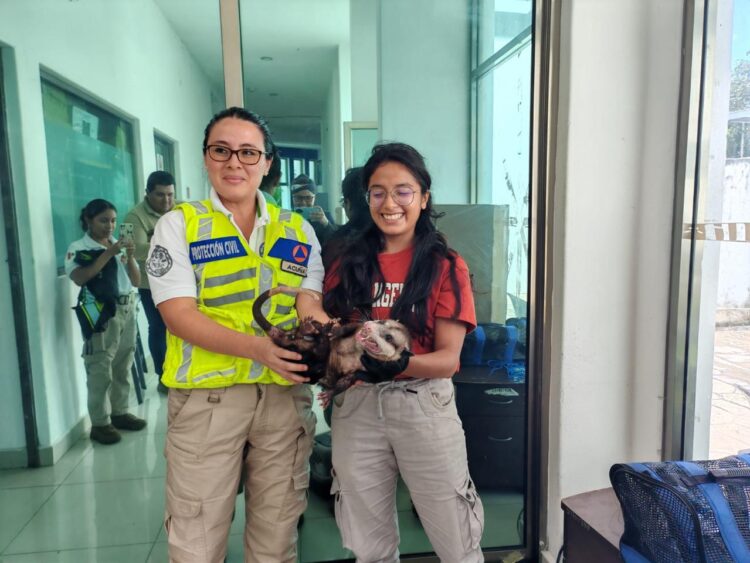 -.Rescatan autoridades ambientales a especie de Tlacuache Norteño