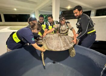 Rescata gobierno de Isla Mujeres tortuga blanca varada en Isla Blanca