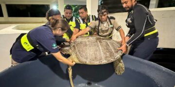 Rescata gobierno de Isla Mujeres tortuga blanca varada en Isla Blanca