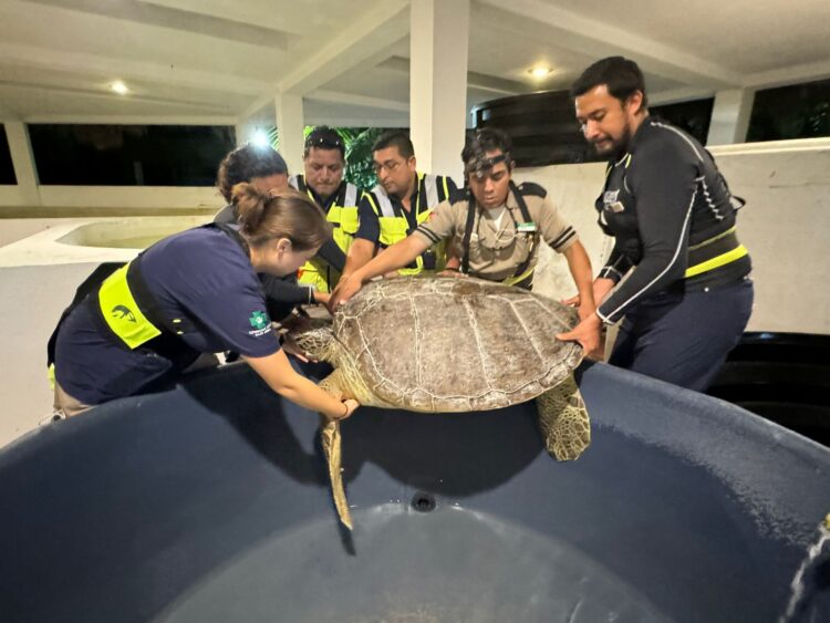 Rescata gobierno de Isla Mujeres tortuga blanca varada en Isla Blanca
