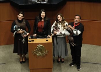 Aprueba Senado por unanimidad reforma que prohíbe maltrato animal