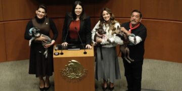 Aprueba Senado por unanimidad reforma que prohíbe maltrato animal