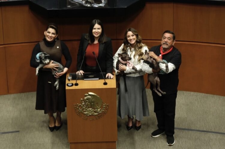 Aprueba Senado por unanimidad reforma que prohíbe maltrato animal