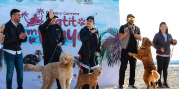 Realiza gobierno de Playa del Carmen la “Primera Carrera Patitas en la Playa”