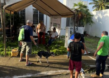 Fomentan Dirección de Bienestar Animal salud pública en Puerto Morelos