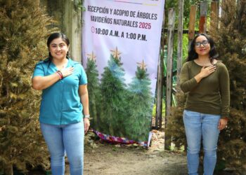 Continúa gobierno de Isla Mujeres con el Programa de Recepción y Acopio de Árboles Navideños