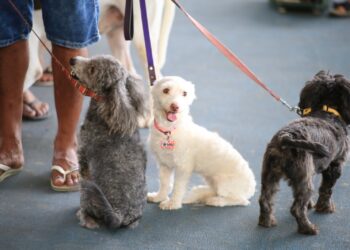 Se refuerza con campaña de vacunación animal prevención de la Zoonosis en Playa del Carmen
